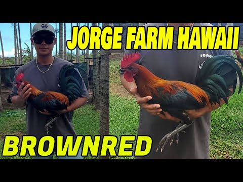 Beautiful Birds Brownred Dink Sweater Kelso Hatch - JORGE FARM