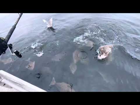 Halibut Rise to the Surface in Homer, ALASKA!