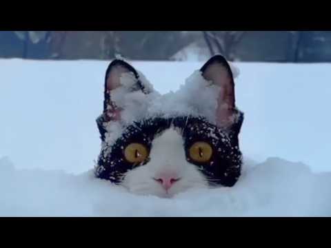 Funny Cats Against Snow! 🤣 The Funniest CATS Video 2026