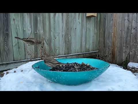 Male and Female House Finch with Birdsong - Ontario Bird