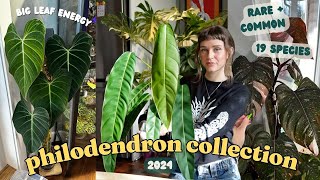 🌿 ranking ALL of my philodendron!! 🌿 19 species, rare + common!