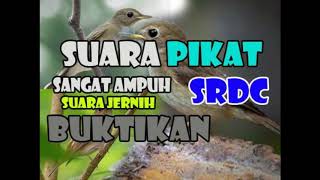 Download lagu suara pikat srdc auto nyamber silahkan buktikan mp3 Download lagu suara pikat srdc auto nyamber silahkan buktikan mp3