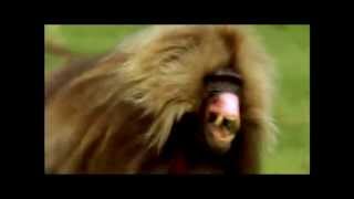 Gelada Baboon Gang Kill Them All