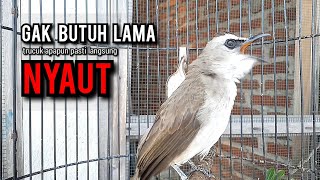 Download lagu trucukan gacor TARUNG ROPEL PANJANG pancingan trucukan agar bunyi jadikan burung trucuk gacor NYAUT mp3 Download lagu trucukan gacor TARUNG ROPEL PANJANG pancingan trucukan agar bunyi jadikan burung trucuk gacor NYAUT mp3