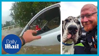 Heartwarming: Police save three dogs from flooding river in Australia