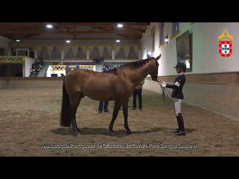 220128 12 Altivo - Aprovação de Garanhões