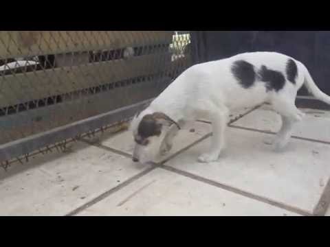 Hundegarten Serres e.V. - Talina