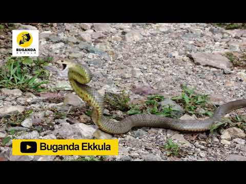 Okuloota Nga Emisota Gyigoba - Ebirooto Namakulu Gaabyo - Buganda Ekkula