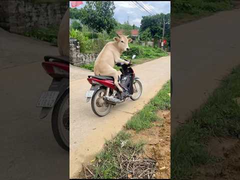 Cow Riding a Motorcycle