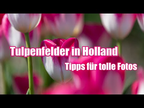 🌷🌹 Tulpenfelder in Holland entdecken und fotografieren 💐🌷