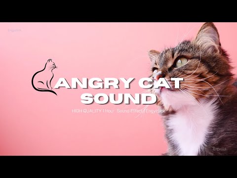 Angry Cat Sound Effect 😾 | 1 Hour of Intense Meowing & Hissing