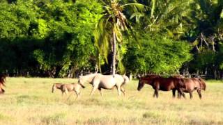 preview picture of video 'Sumba island-Laipori beach'