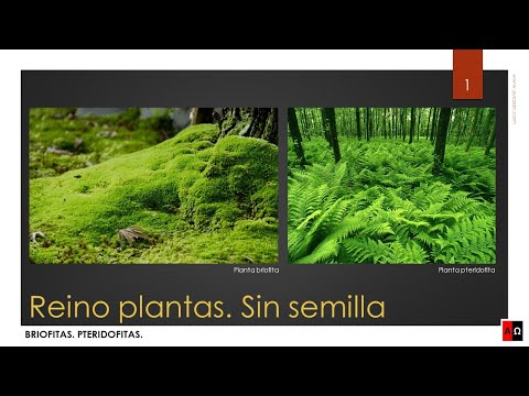 Reino plantas. Sin semilla. Briofitas. Pteridofitas