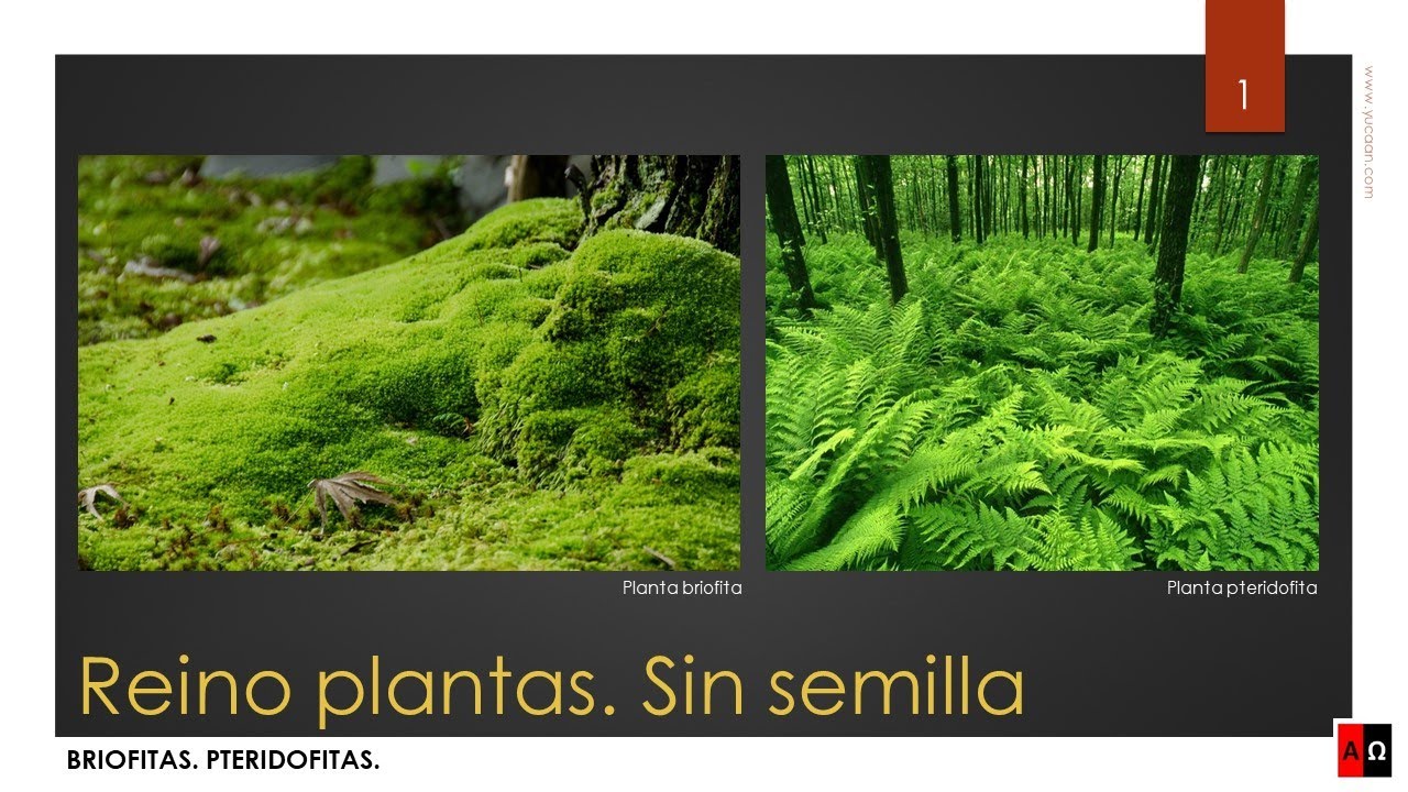 Reino plantas. Sin semilla. Briofitas. Pteridofitas