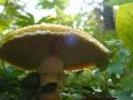 Umphrey's McGee - Dump City 2006/10/19 Portland