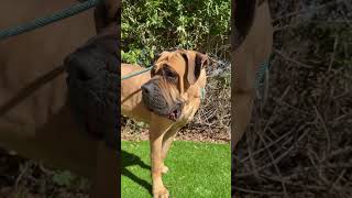 Video preview image #1 Mastiff Puppy For Sale in Goodyear, AZ, USA