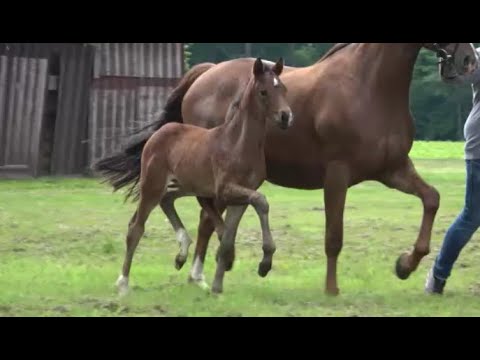 *2022 Stute von Freigeist - Valentino *not for sale*