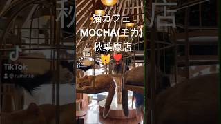 【猫カフェ MOCHA 秋葉原】遊んできた！#猫かわいい#ねこ動画 #アキバ #ねこカフェ