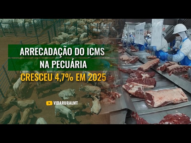 ARRECADAÇÃO DO ICMS NA PECUÁRIA CRESCEU 4,7% EM 2025