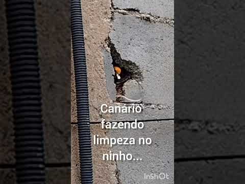 #069- Agora já tem filhotes no ninho. #passaros #passarinho  #passaro #pássaros #birds #canario