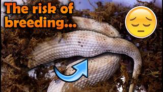 Our Hognose got Eggbound... :(