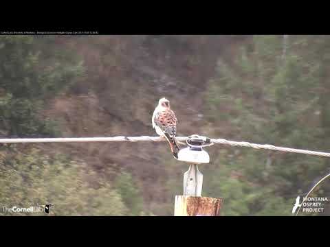 American Kestrel Perched On Telephone Wire – Oct. 5, 2017