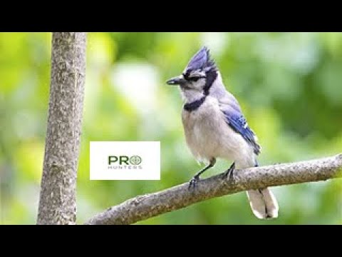 Blue Jay Sound - Birds Call for Pro Hunters