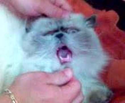 Cat Katze Kedi Lustig Komik www.oylatube.de.vu