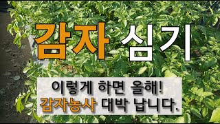 감자 심기 이렇게 하면 올해 감자 농사 대박 납니다. #주말농장 텃밭가꾸기