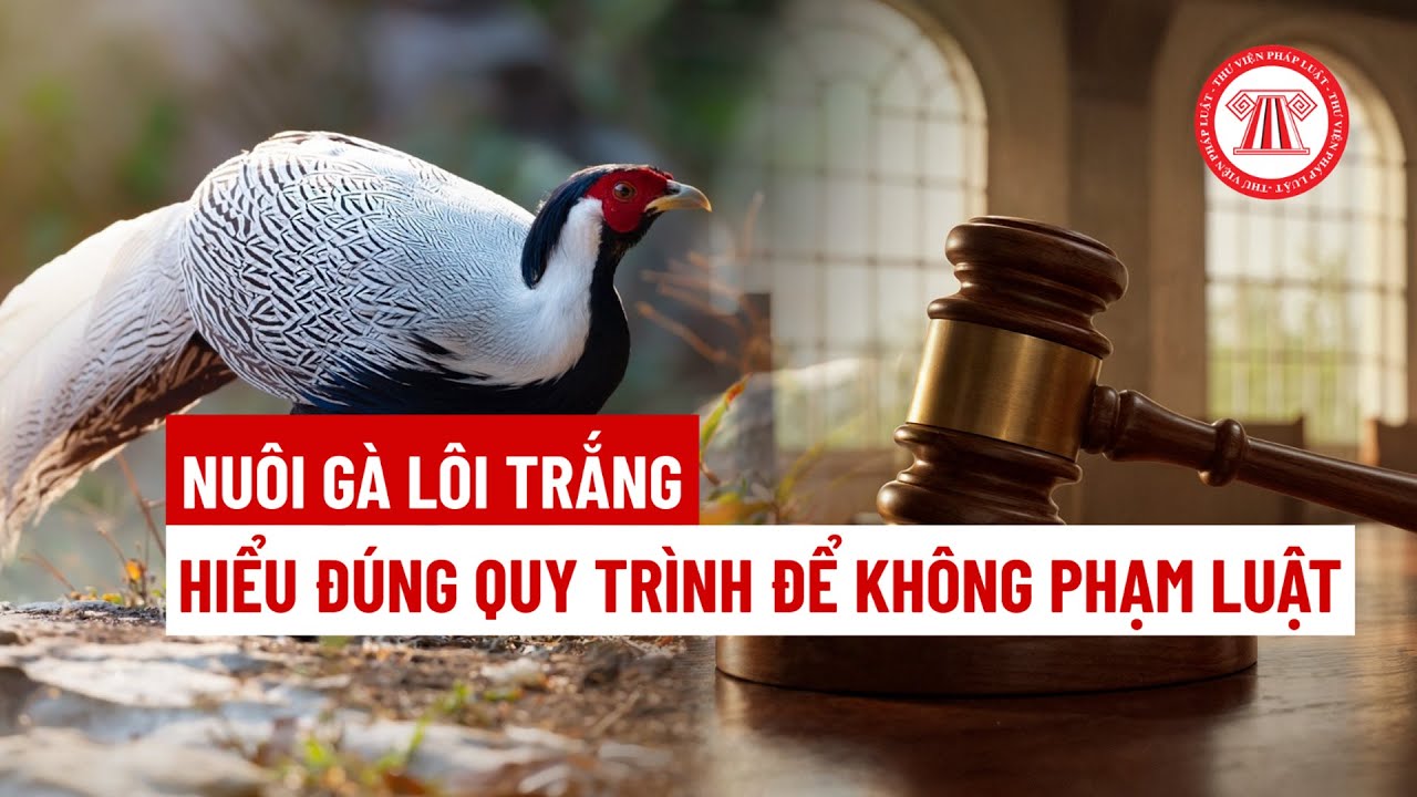 Nuôi gà lôi trắng: Hiểu đúng quy định để không phạm luật