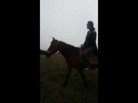 Cu Mircea cel Nebun calare