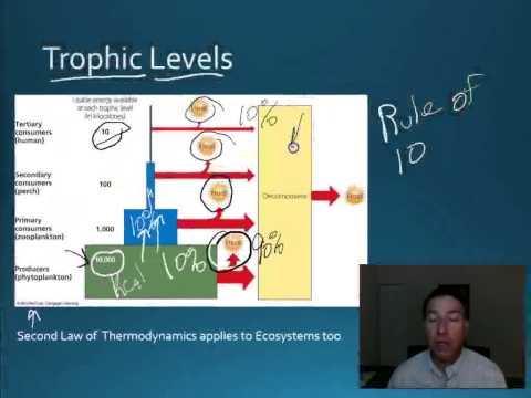 Video 6 APES Energy in Ecosystems