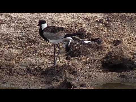Djuma: Two Blacksmith Lapwing teens - 07:45 - 11/27/19