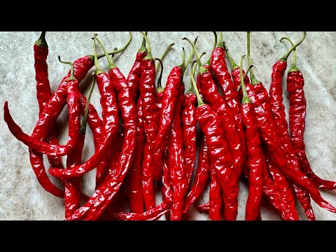 Germinating Thai Peppers (Germination time lapse)  | Promise Garden