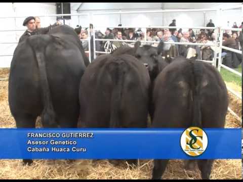 FRANCISCO GUTIERREZ -  Cabaña: Huaca Curú - Azucena - 14/09/2013