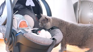 VLOG: ПУМА ЗНАКОМИТСЯ С ВАНЕЧКОЙ! 13.03.19