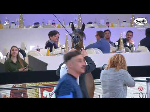 N 5 IRALDA AL SHIRAA   World Arabian Horse Championship 2021   PARIS   Yearling Fillies Class 1A