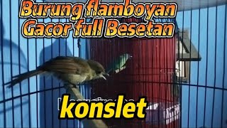 Download lagu BURUNG FLAMBOYAN GACOR DOR βΌοΈMasteran Flamboyan full BESETAN π± mp3 Download lagu BURUNG FLAMBOYAN GACOR DOR βΌοΈMasteran Flamboyan full BESETAN π± mp3