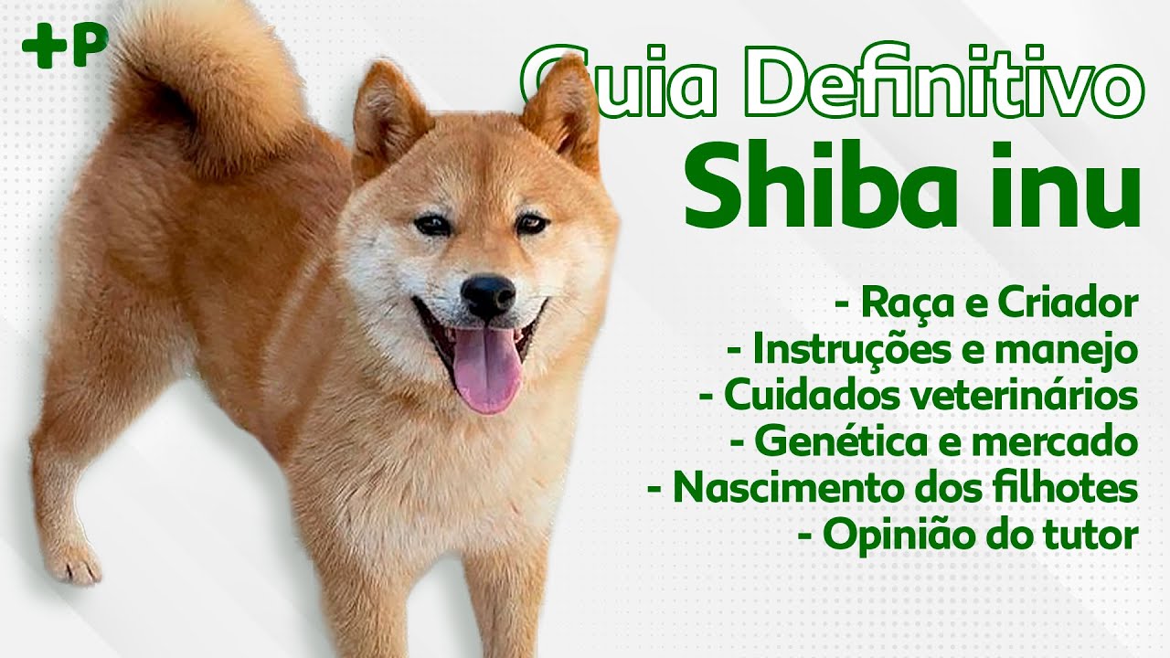 GUIA DE RAÇAS COMPLETO SOBRE O SHIBA INU! | CANAL MAIS PET