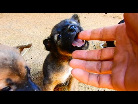 My cute puppy so hungry try hard request milk from mommy