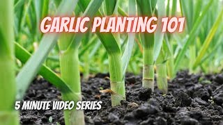 From Clove to Harvest 🧄 | Tuesday Growing Guide: Garlic Edition!