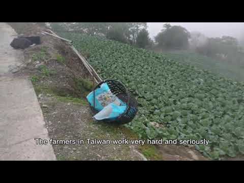 , title : 'In Taiwan, the cabbage farmer got good result after using cocoly granular water-soluble fertilizer'