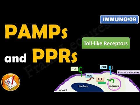 Toll like receptors, PAMPs and PRRs (FL-Immuno/09)