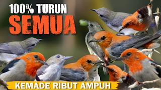 Download lagu SUARA PIKAT BURUNG KEMADE RIBUT 100% PALING AMPUH mp3 Download lagu SUARA PIKAT BURUNG KEMADE RIBUT 100% PALING AMPUH mp3
