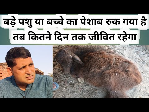 बड़े पशु या बच्चे का पेशाब रुक गया है तो कितने दिन तक जीवित रहेगा || peshab ruk gaya gaay bhains ?
