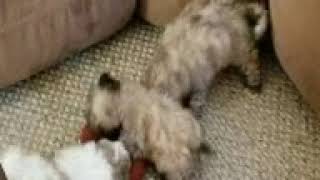 Video preview image #1 Zuchon Puppy For Sale in SHAWNEE, KS, USA