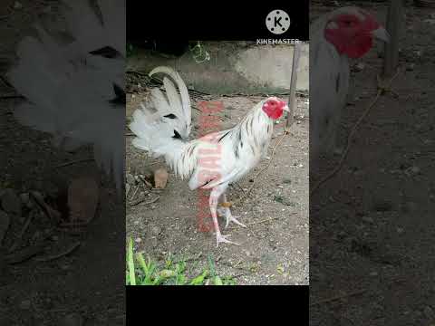 Alimbuyugin vs sinibalang kuntra pelo kulay Ng manok panabong #chicken