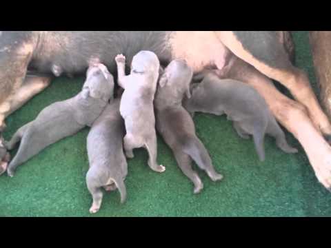 Filhotes Kahlua x MP Kings Bullies GQ - 4 Dias.