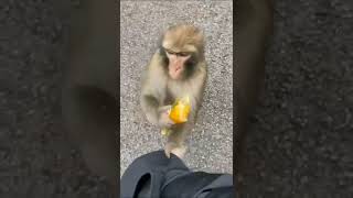 Download lagu Iqbal & bagas monyet rakus Parody katababa #katababa #lucu mp3 Download lagu Iqbal & bagas monyet rakus Parody katababa #katababa #lucu mp3