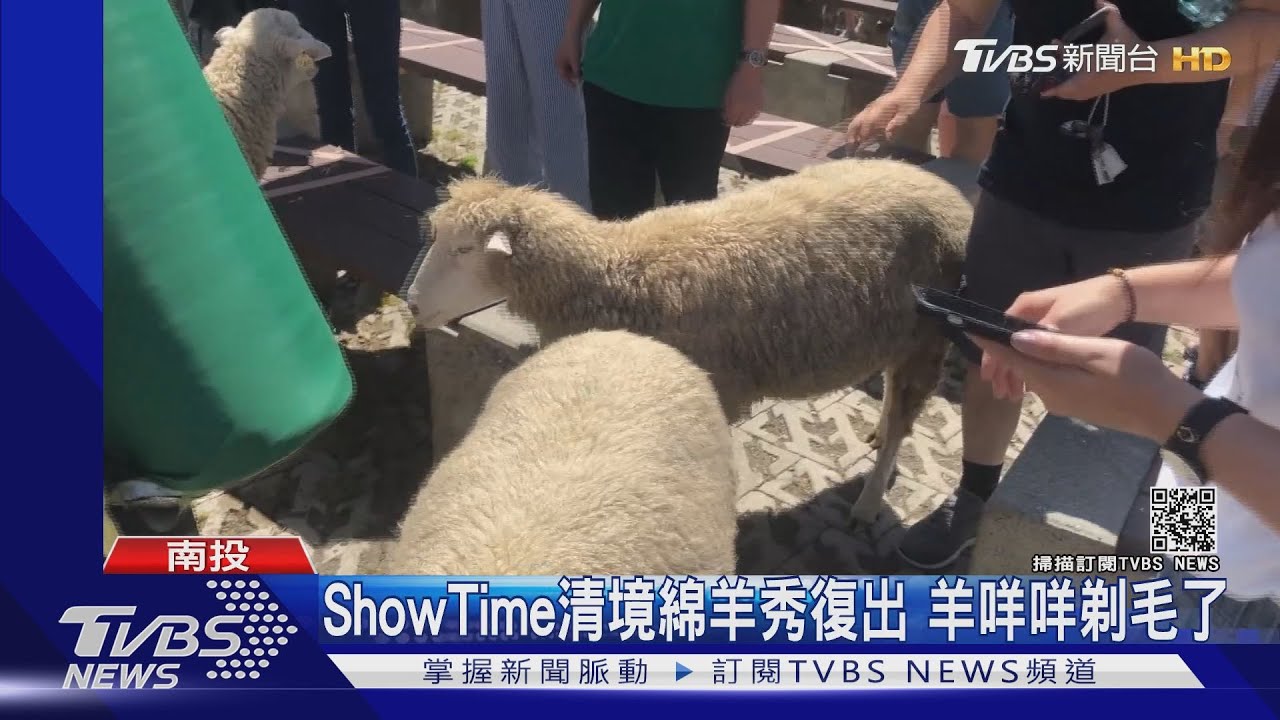 ShowTime清境綿羊秀微解封 羊咩咩剃毛了